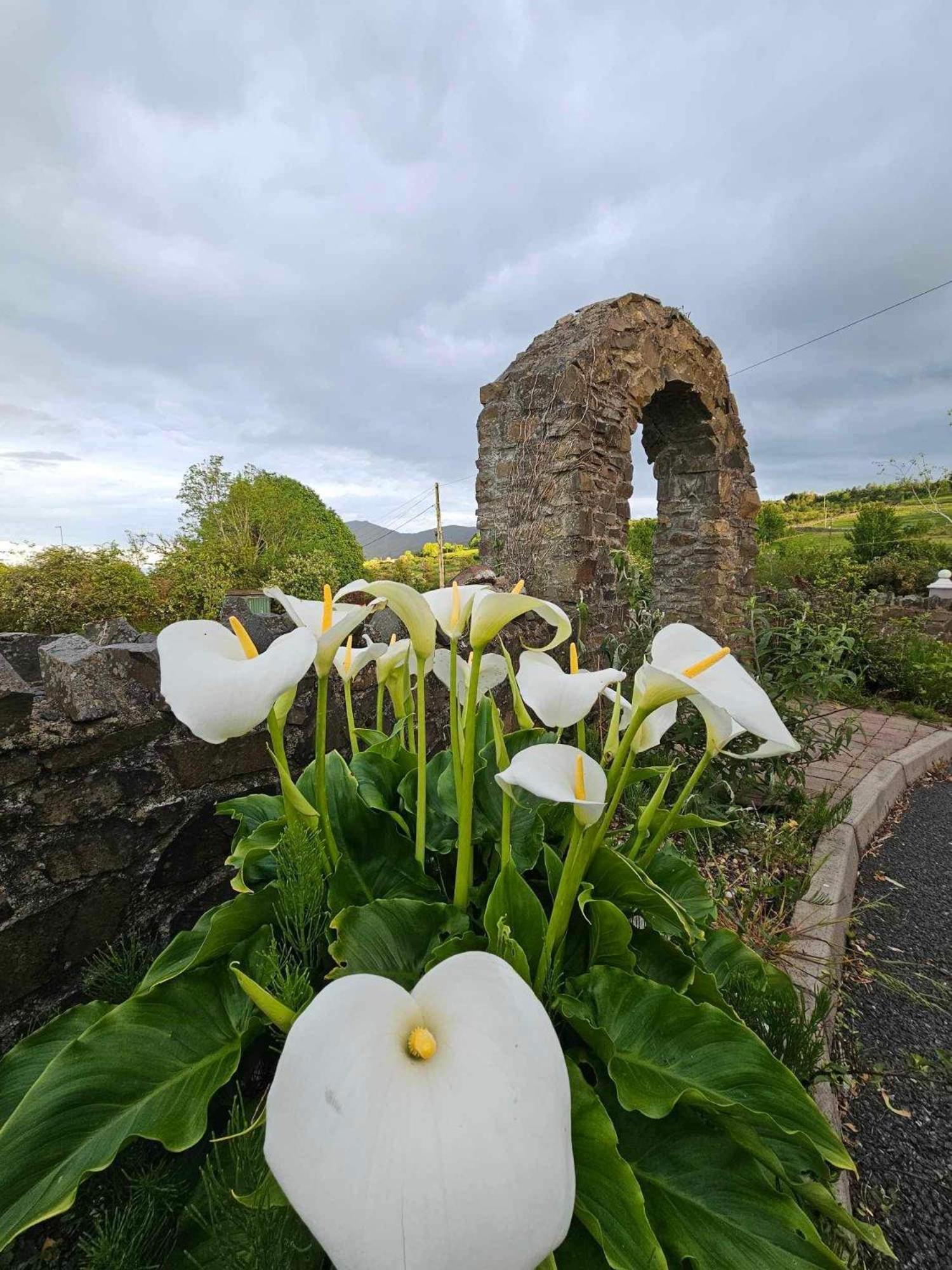 Apartmán Croí Beag Self Catering Dundalk Exteriér fotografie